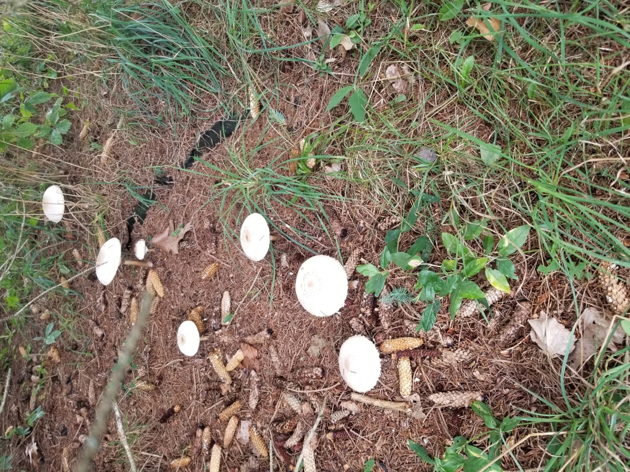 Macrolepiota procera Figure 5